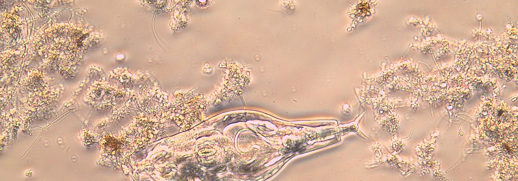 Biologische Reinigung